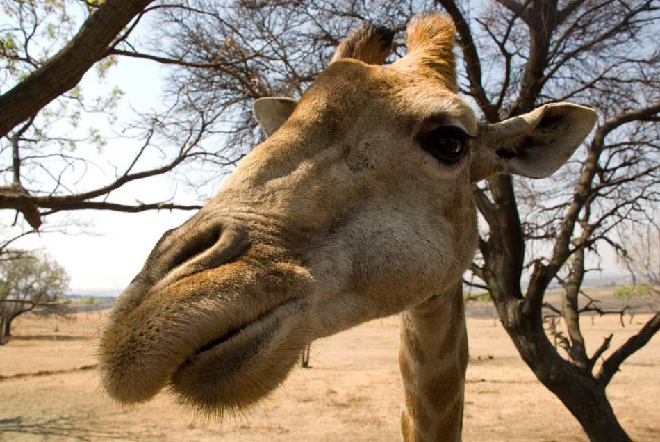 Giraffe\'chik) giraffe wildlife