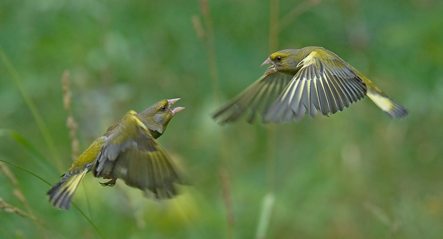 Обоюдоострые зеленушка, Greenfinch, Chloris, полет, обоюдоострые