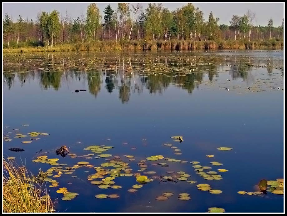 Осень. Лебедевское болото. 