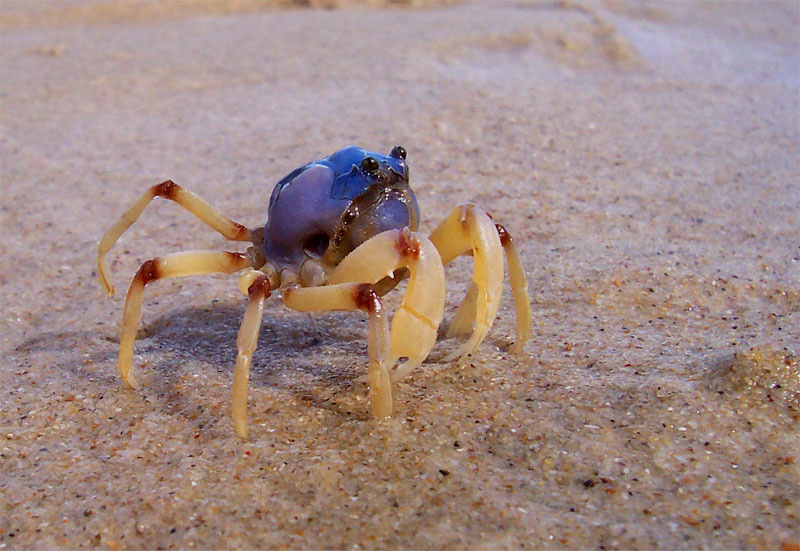 Синий мундир краб солдат soldier crab Mictyris longicarpus