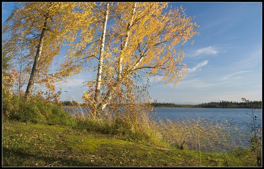 Погода меняется лесное, озеро,три,березы,ветер