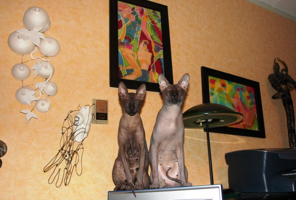 Сладкая парочка донские сфинксы, голые кошки, sphynx