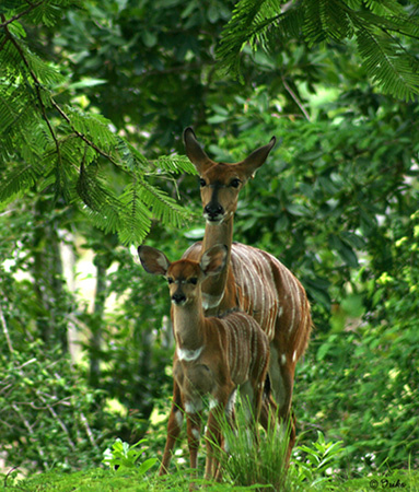 Story about Bamby... young deer Bambi forest miami metro zoo