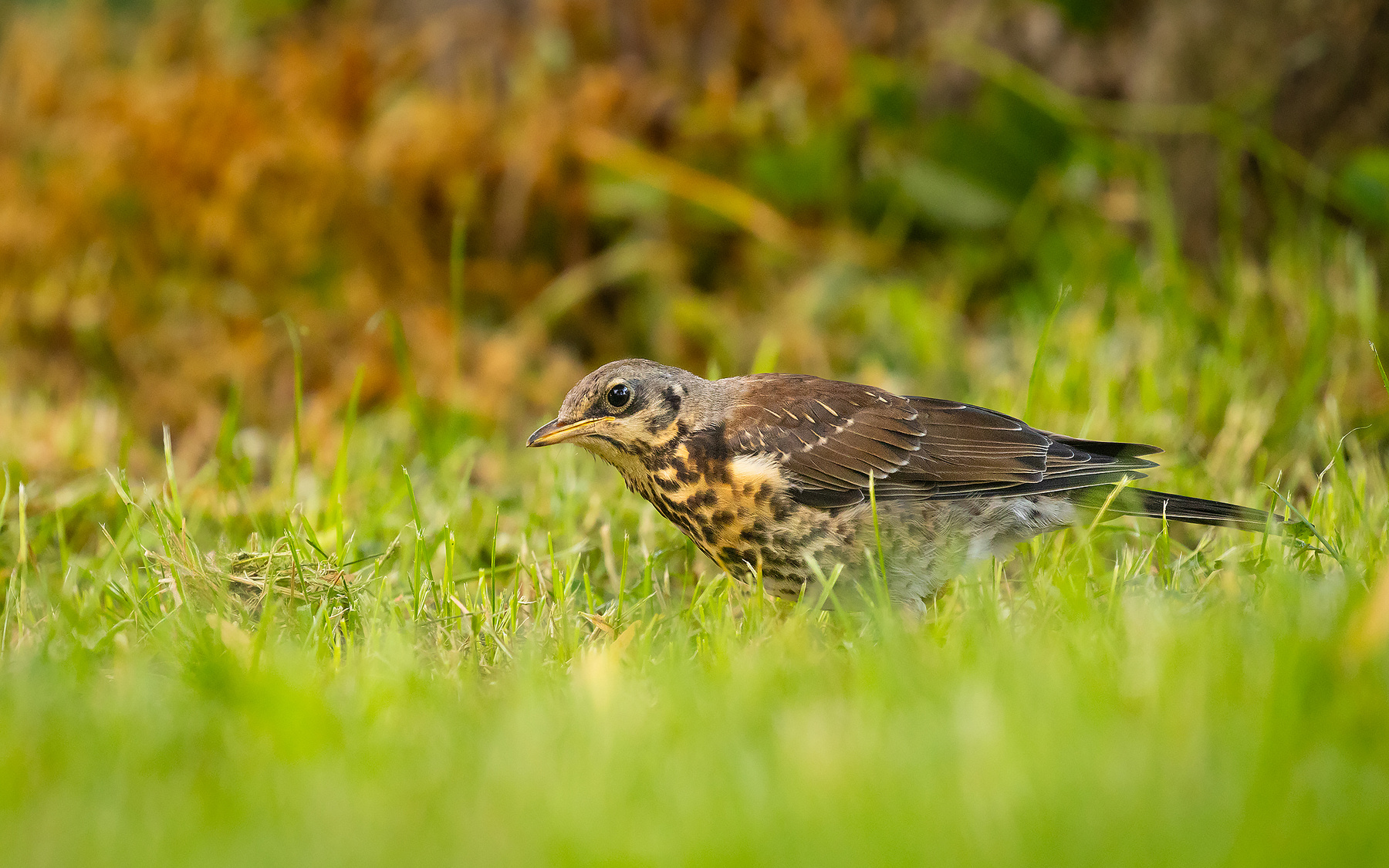 Thrush 