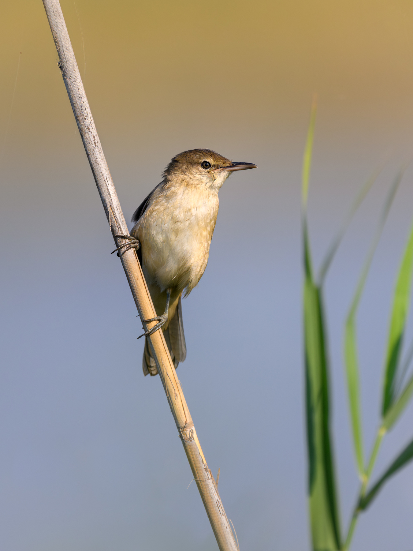 Дроздовидная камышовка Clamorous reed warbler Южная дроздовидная камышовка Acrocephalus stentoreus