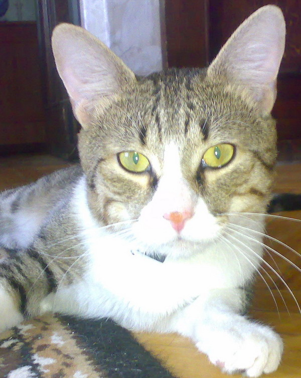 котик подрос коты