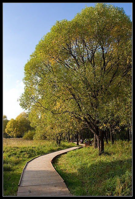 Autumn_Tree Дорогодерево осень
