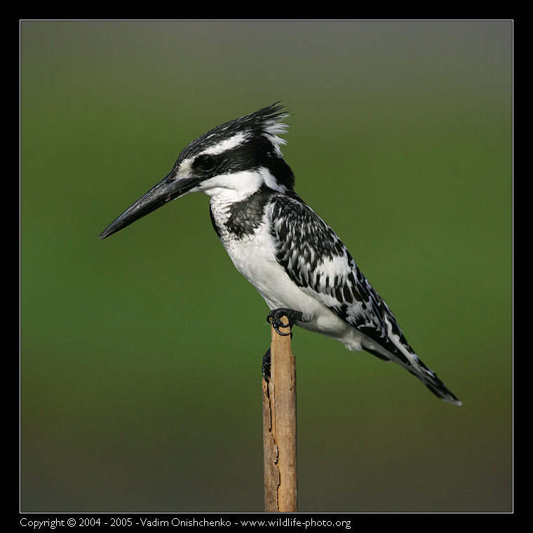Малый пегий зимородок - Ceryle rudis - Pied Kingfisher 