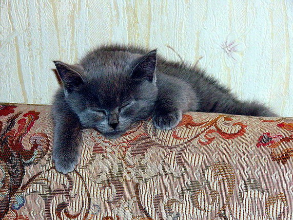легкий сон 