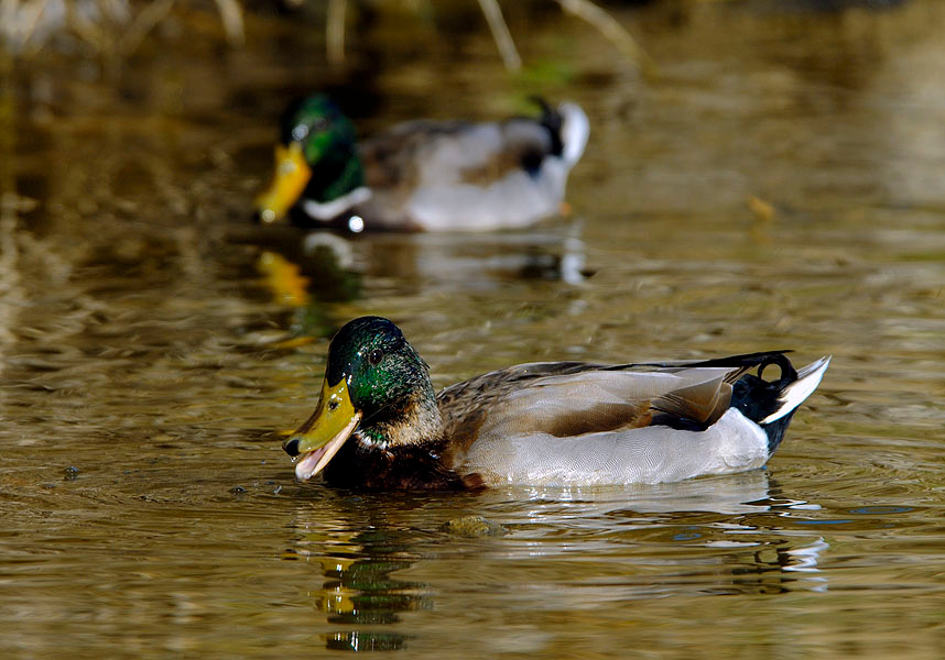 Просто кряквы Кряква, Anas platyrhynchos, Лагуна Малибу, Mallard, Malibu Lagoon, California
