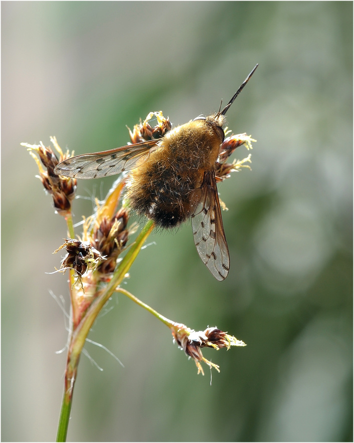 Жужжала (Bombyliidae)  