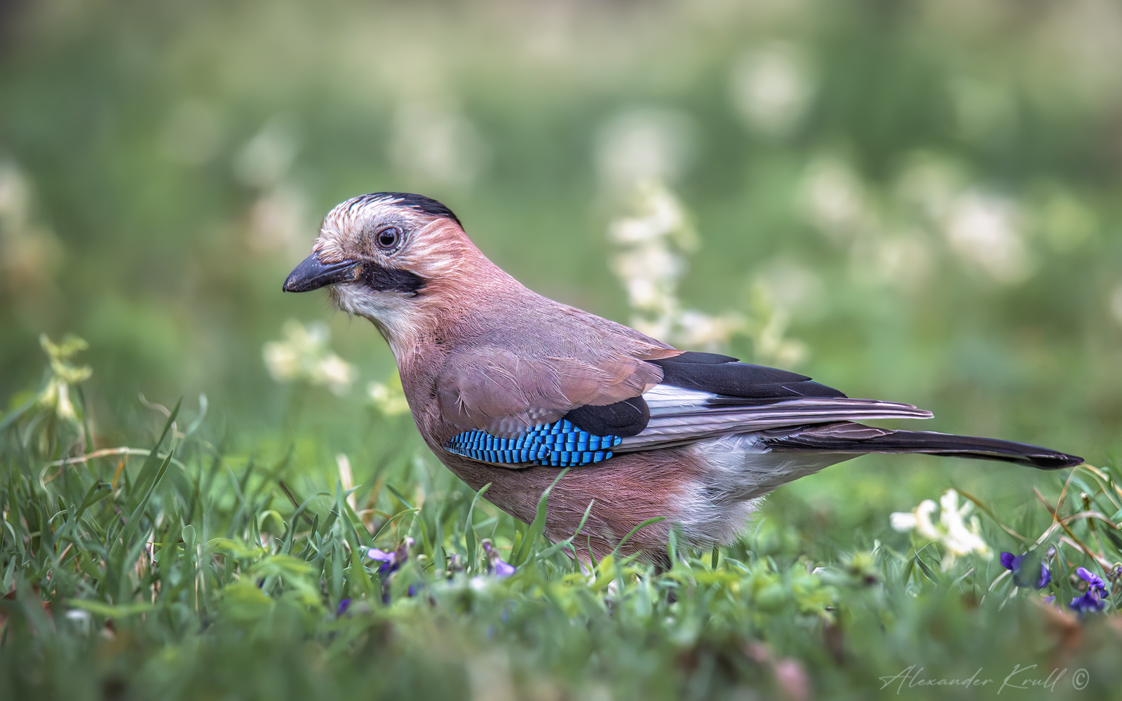 В весенней травке сойка обыкновенная garrulus glandarius krynicki