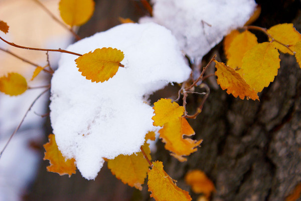 Отголоски осени Зима