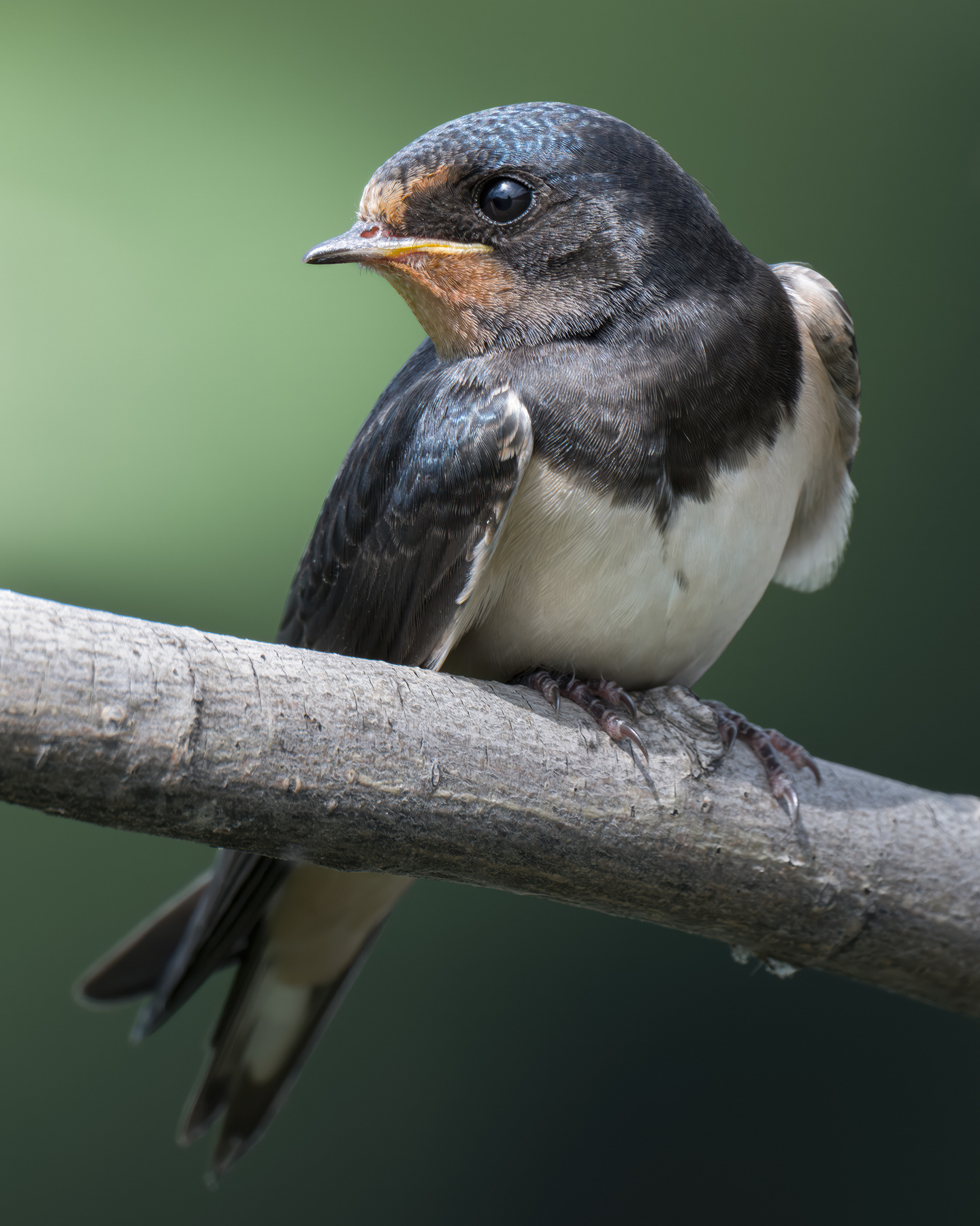 Деревенская ласточка (Hirundo rustica) 