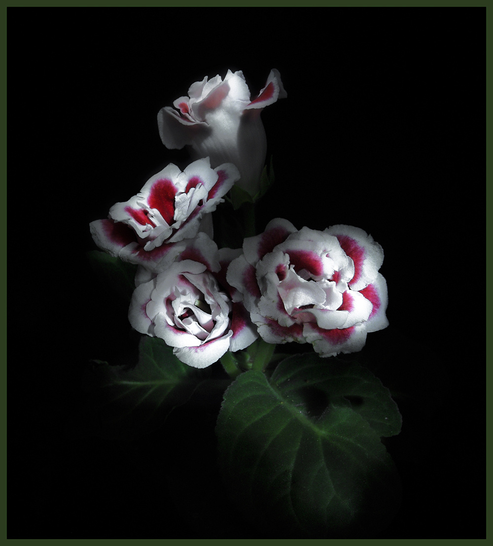 +37 цветы природа