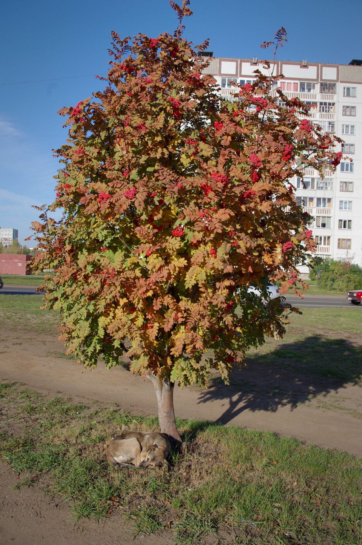 Полуденный сон 