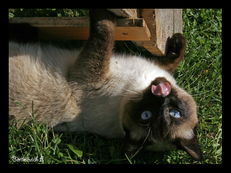 *** Кошка, сиамка