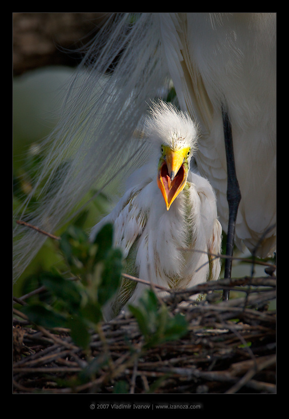 Валентинка валентинка птенец гнездо чего-то кричит great egret Florida US