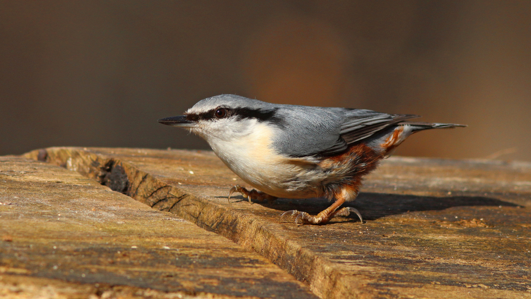 На низком старте Обыкновенный поползень Поползень Sutta europaea Eurasian nuthatch