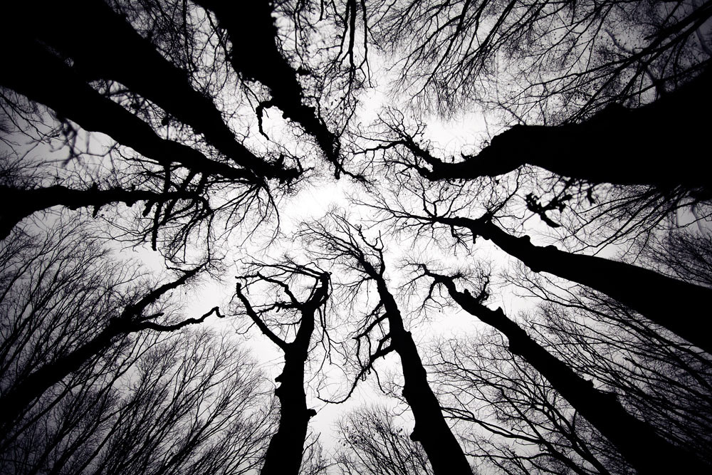 Darkwood 