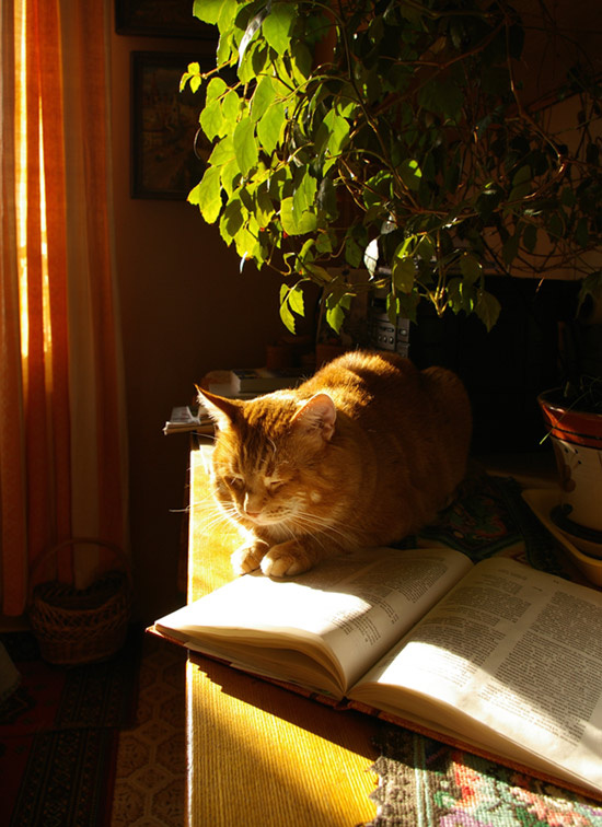 Книжные сны Рыжий кот Степан