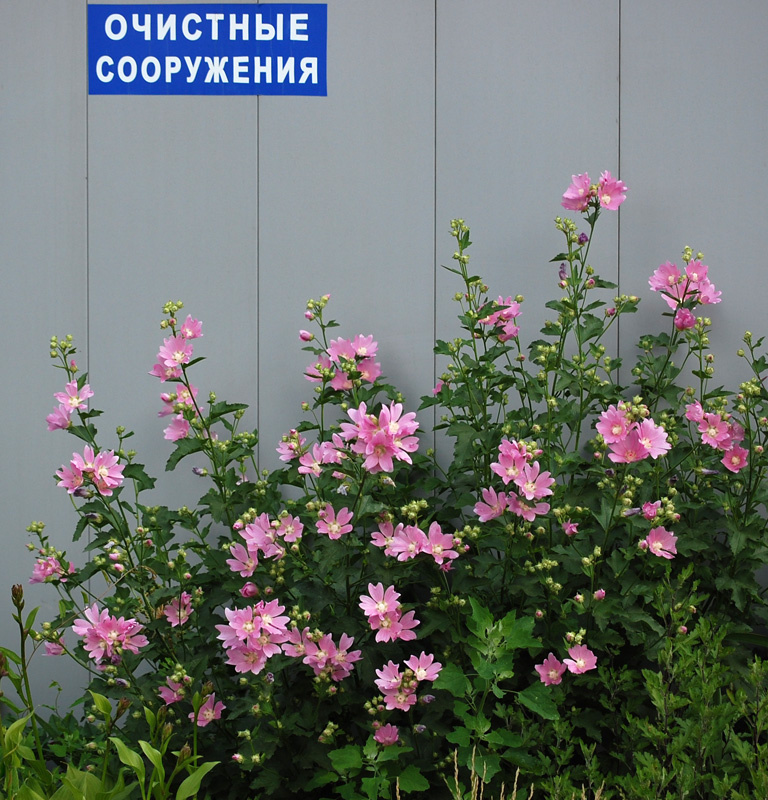 * мальва