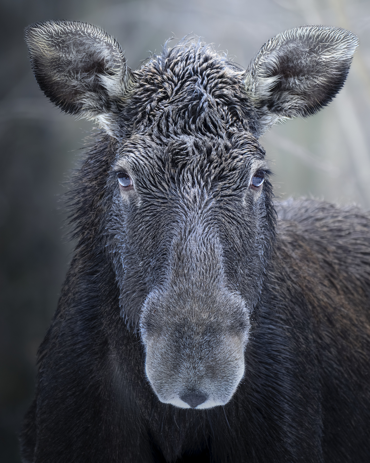 Европейский лось (Alces alces) 