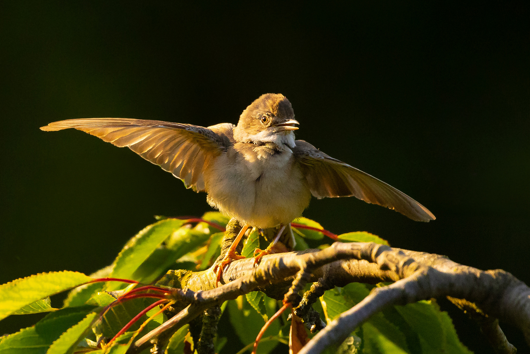Sparrow 