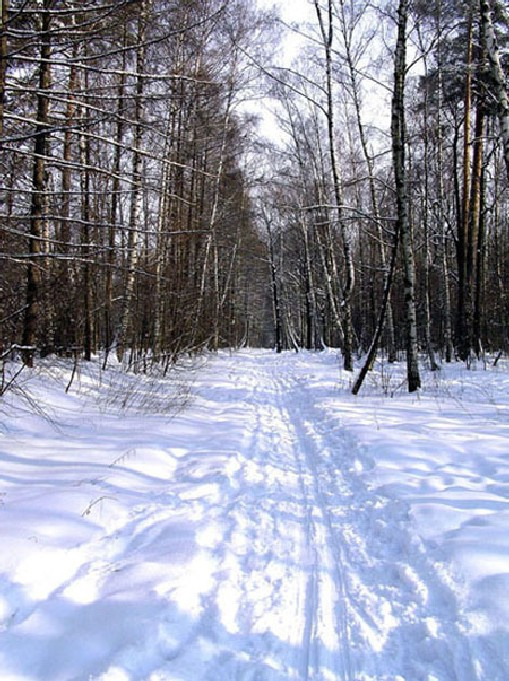 Зимняя сказка зима лес дорога