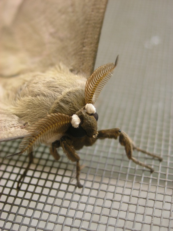 Butterfly насекомые природа африка