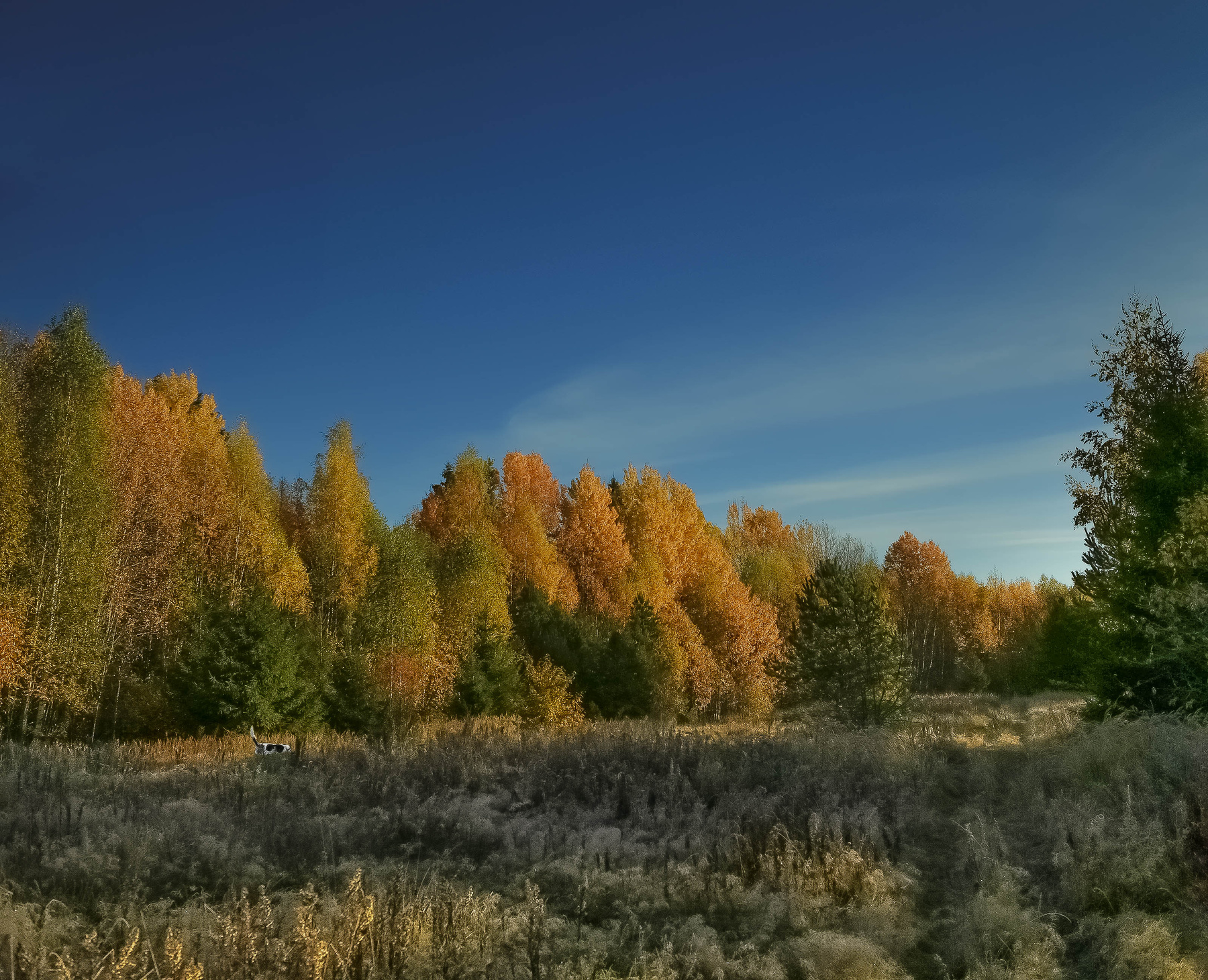 По свежему следу . Hunting
