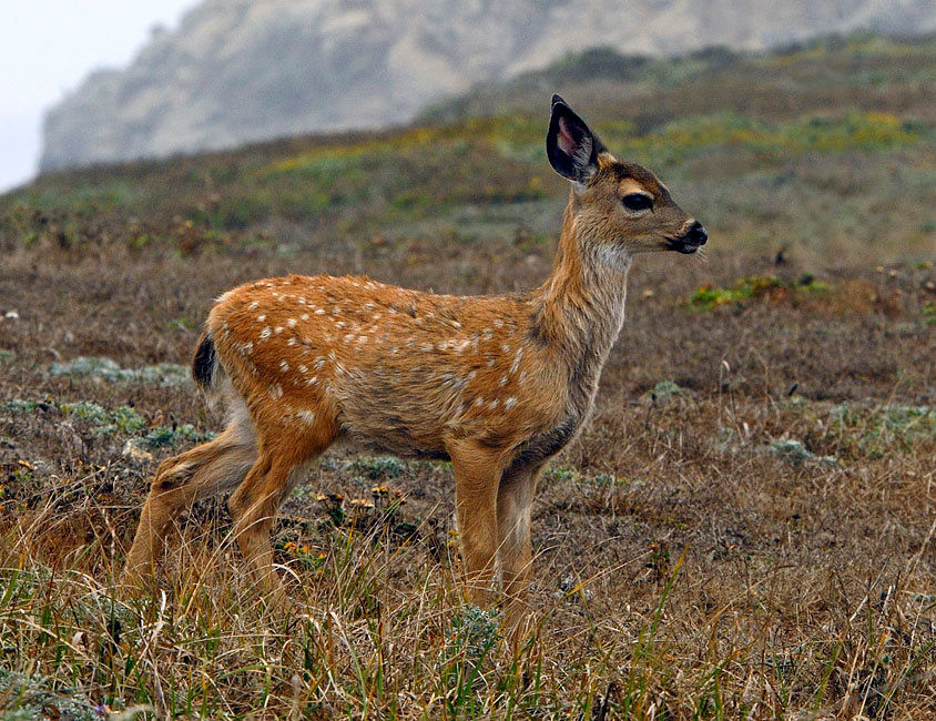 Бэмби Чернохвостый олень, Odocoileus hemionus, Mule Deer, Bodega Bay area, California