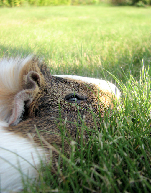 Прогулка свинка cavia