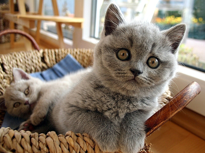 портрет кошмарика котенок  кот  британский