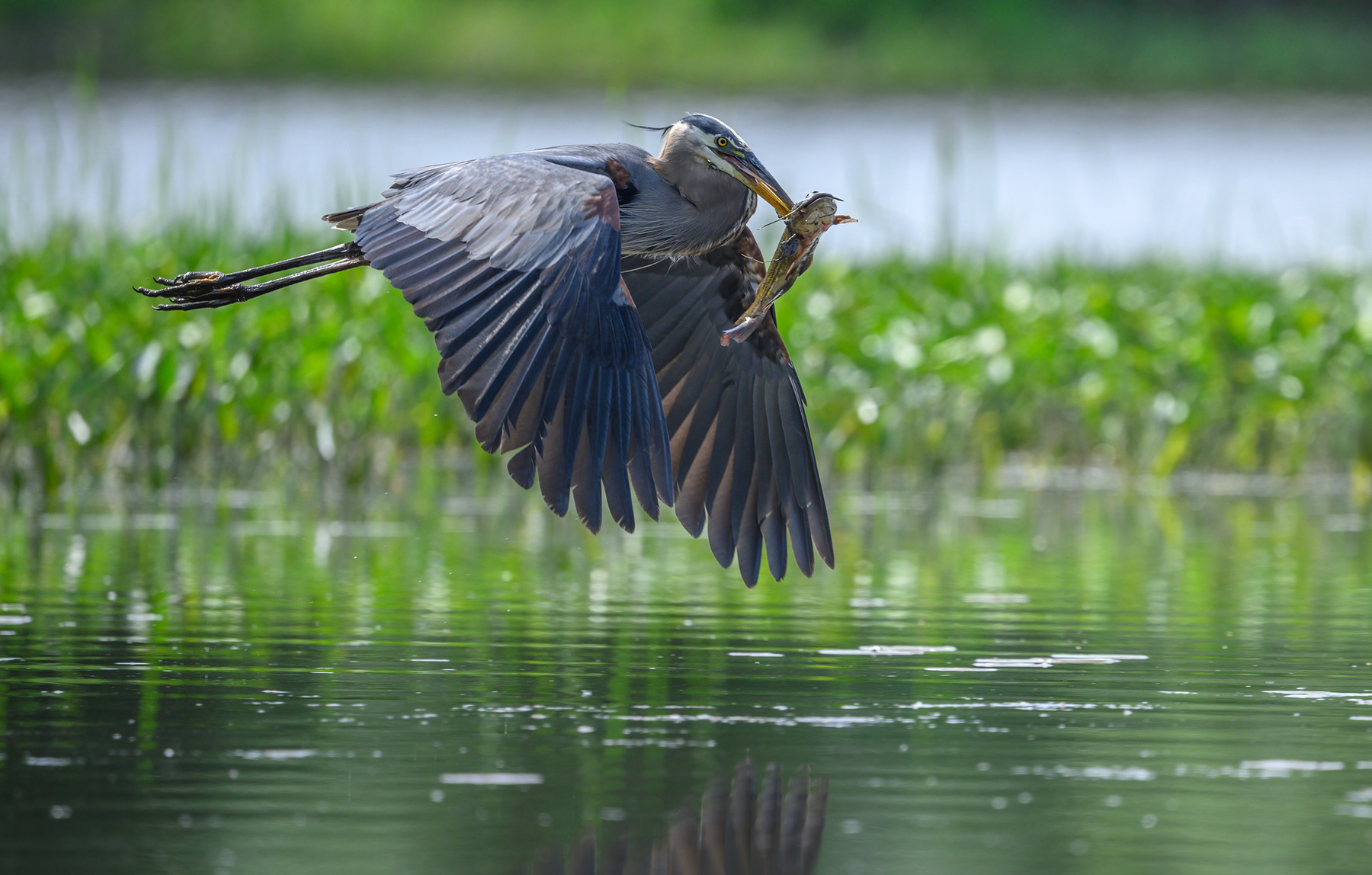 Great blue heron 