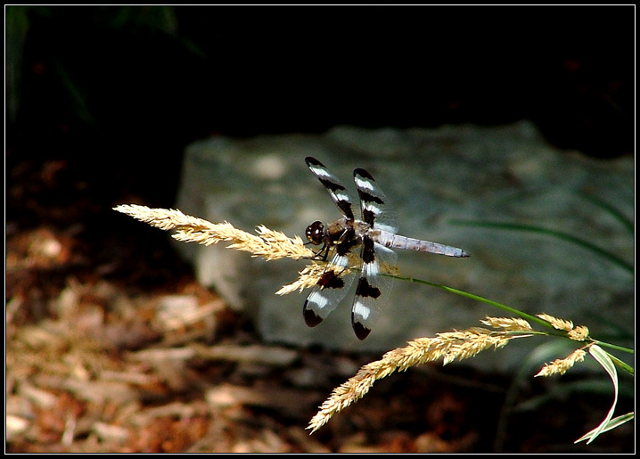 Dragonfly 