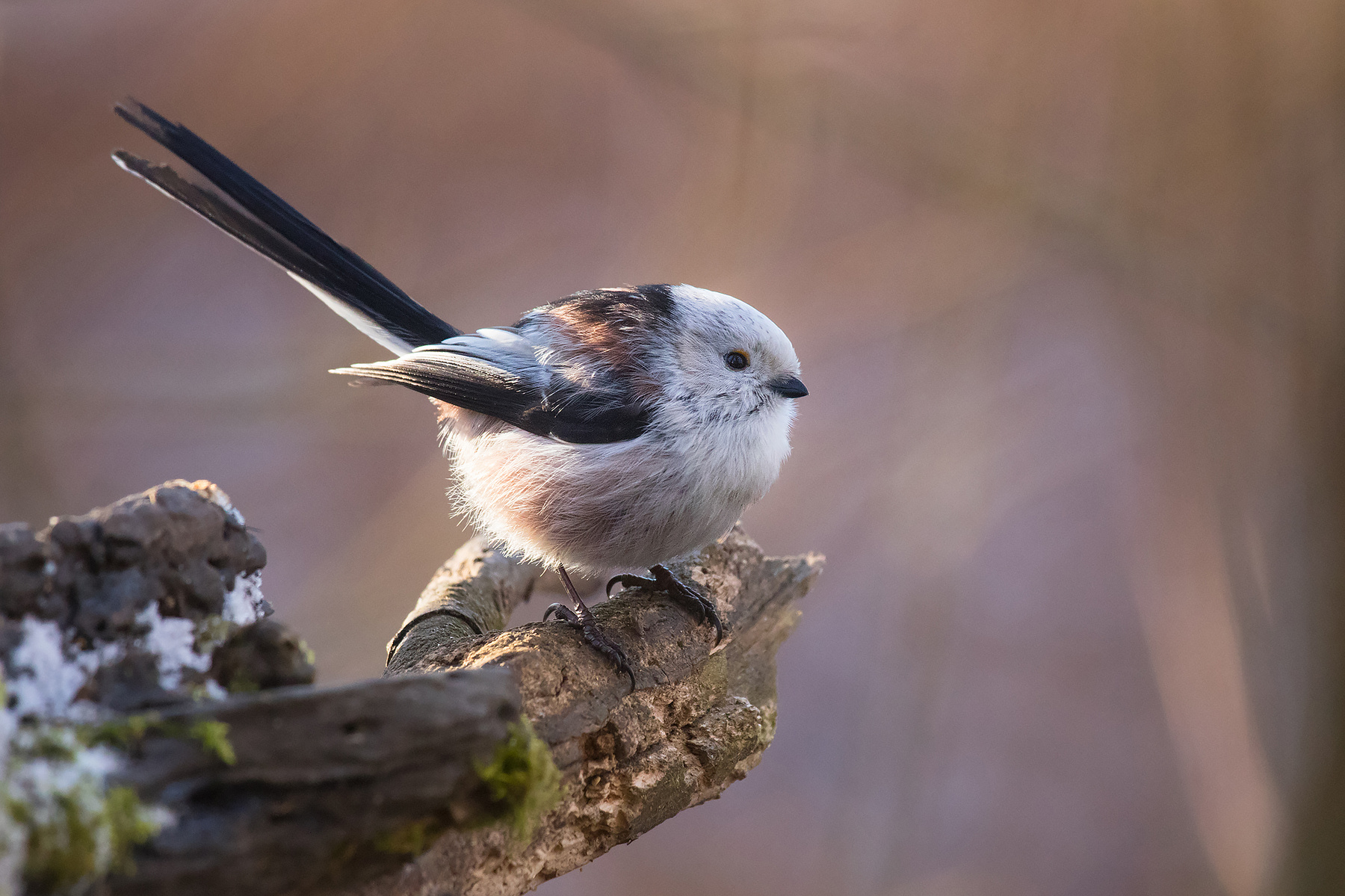 Long-tailed Ti 