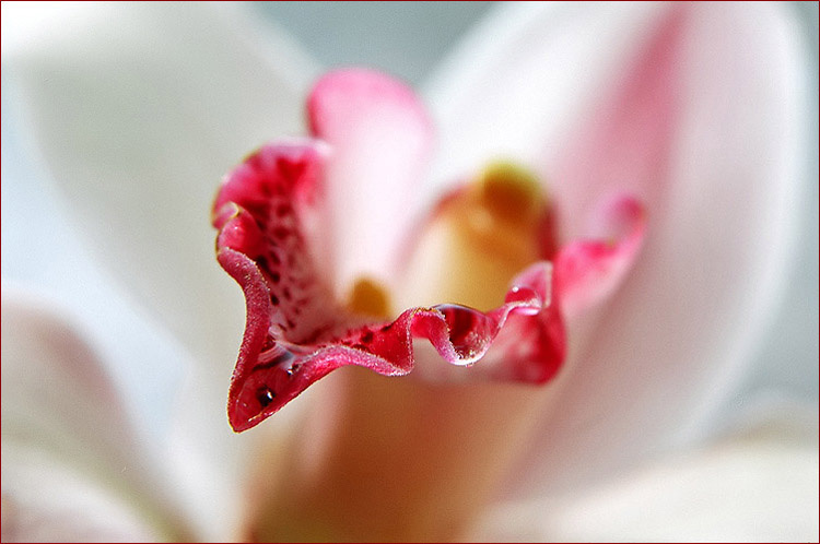 Delicate 