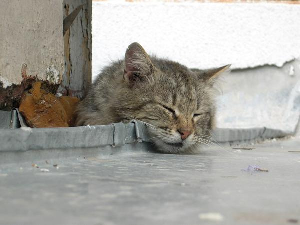 Крымский кот 