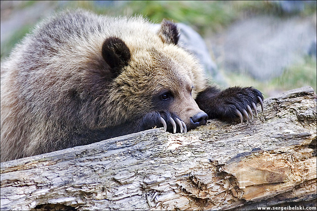 baby grizzly bear grizzly bear