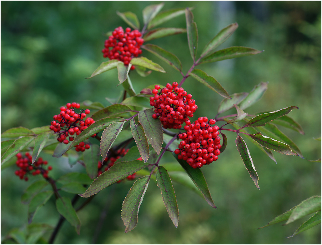 Sambucus racemosa - Бузина красная. Sambucus racemosa Бузина красная растение плоды