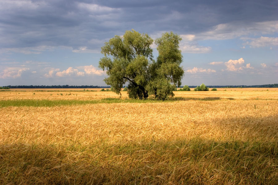Украинские поля 