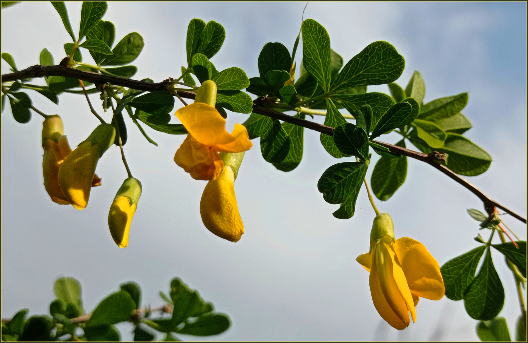 Cytisus scoparius 