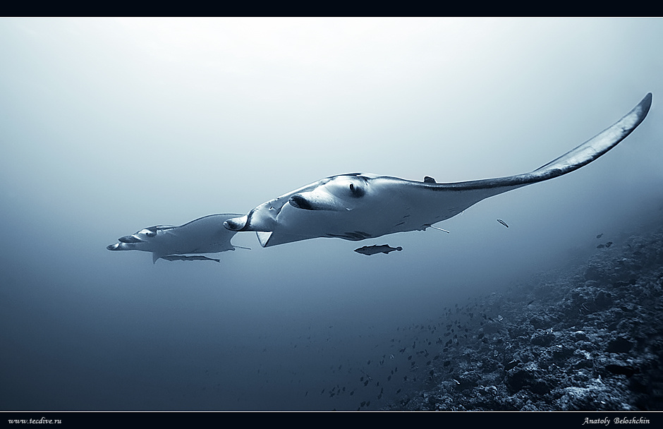 F-117 "Стелс".  Подводный вариант :) F-117 Стелс Manta ray Indian Ocean Maldives Anatoly Beloschin