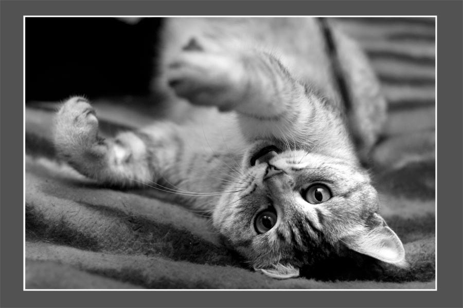cat 