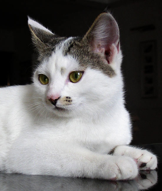 Портрет котёнка Муньки кошка котенок портрет цветной Диана Сюзанна Шпак