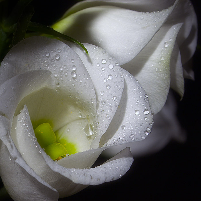 Букета кусочек эустома лизиантус  eustoma lisianthus