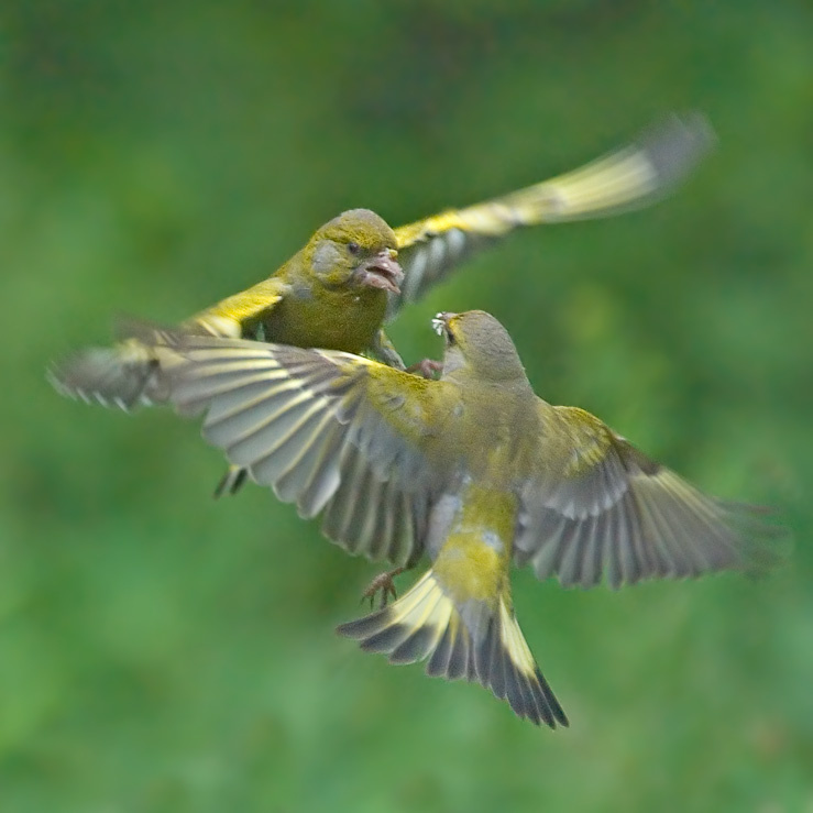 Борцы зеленушка, Greenfinch, Chloris, борцы