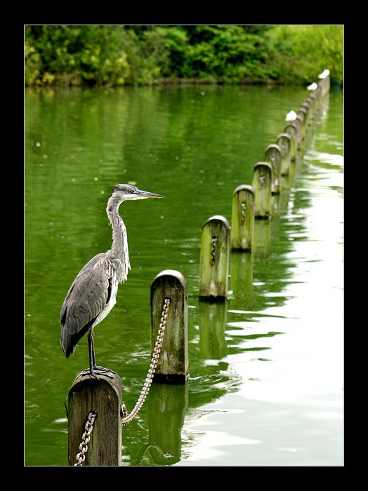 Серая цапля серая цапля grey heron hyde park london