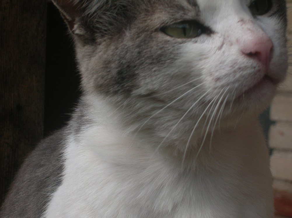 кот 